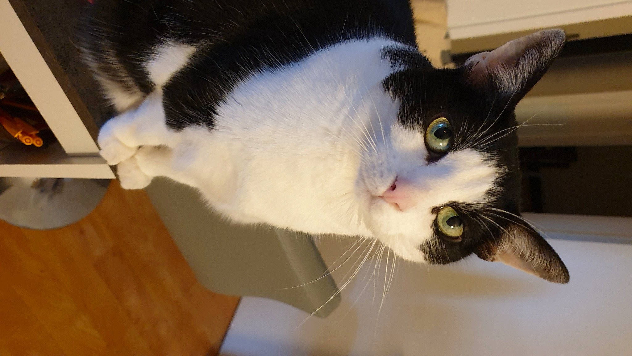 Fluffy a rejoint le concours — aidez-le/la à gagner de superbes lots ! carnivore, cat, domestic_short_haired_cat, felidae, flooring, fur, hardwood, small_to_medium_sized_cats, snout, tail, varnish, whiskers, wood, wood_flooring, wood_stain