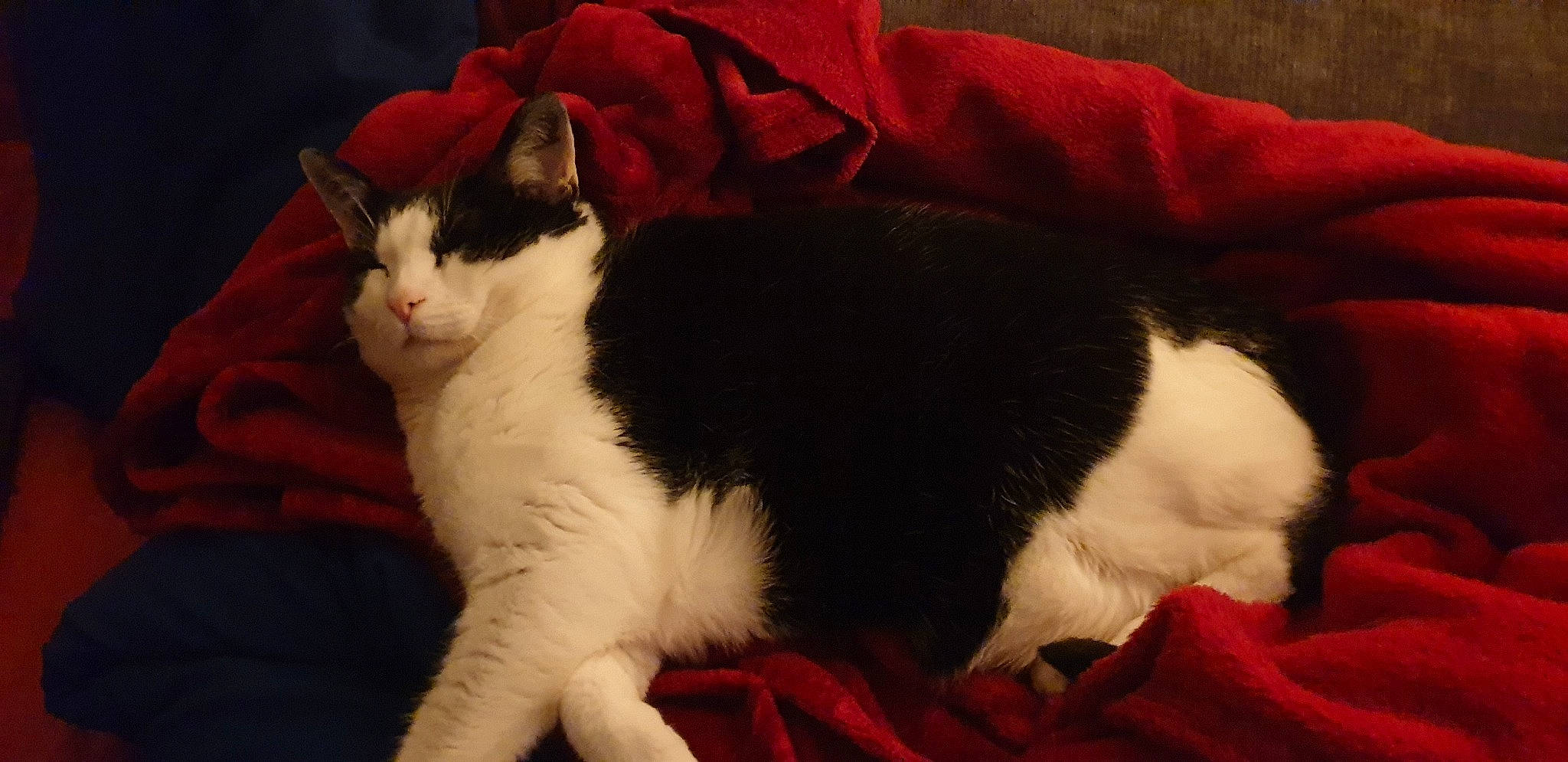 Fluffy participe au concours pour gagner de l'argent avec cette photo : carmine, carnivore, cat, cat_supply, claw, comfort, domestic_short_haired_cat, felidae, foot, fur, lap, linens, nap, paw, sleep, small_to_medium_sized_cats, snout, tail, terrestrial_animal, whiskers