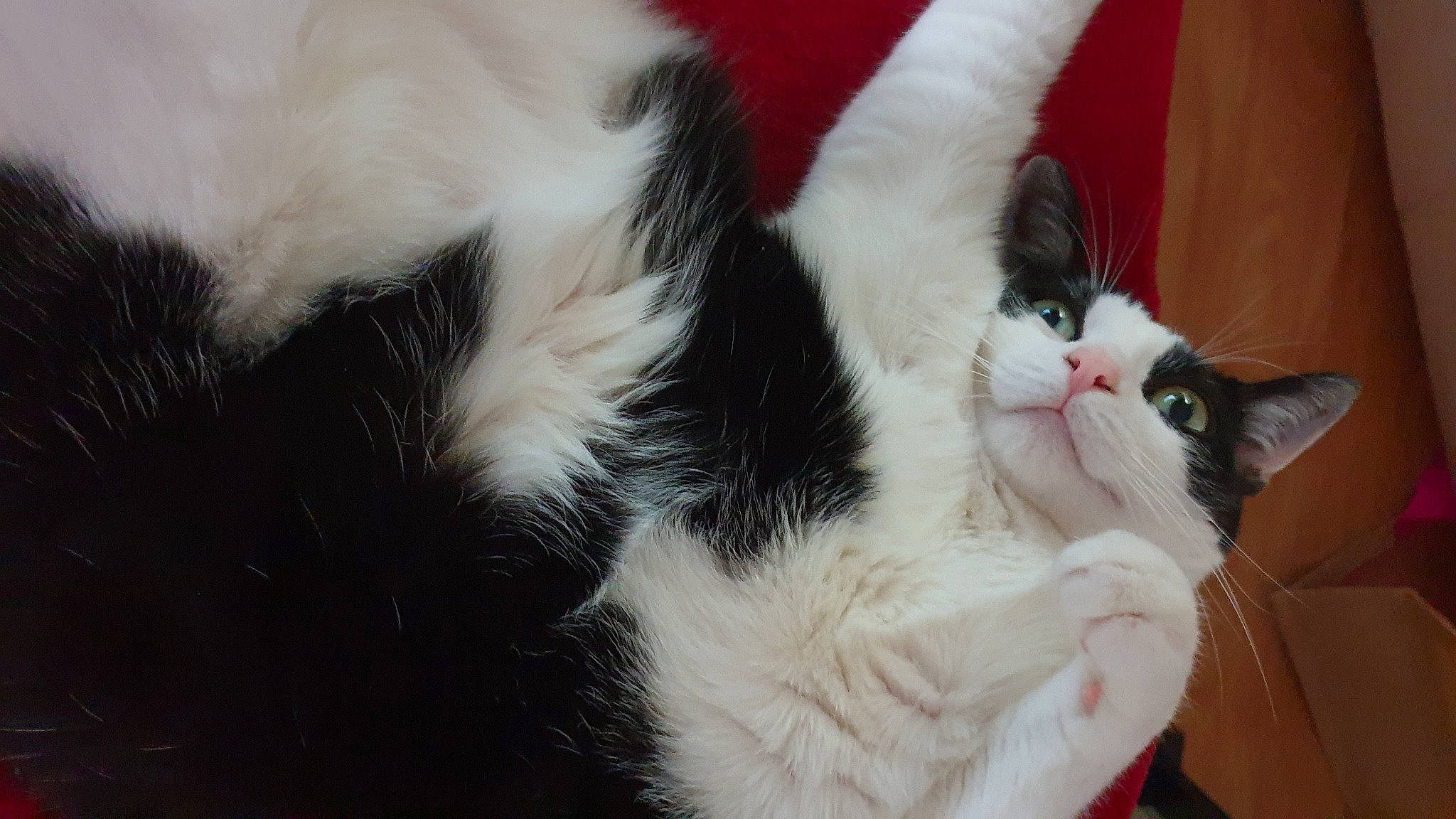 Fluffy participe au concours pour gagner de l'argent avec cette photo : carnivore, cat, claw, comfort, domestic_short_haired_cat, felidae, foot, fur, paw, small_to_medium_sized_cats, snout, tail, terrestrial_animal, whiskers