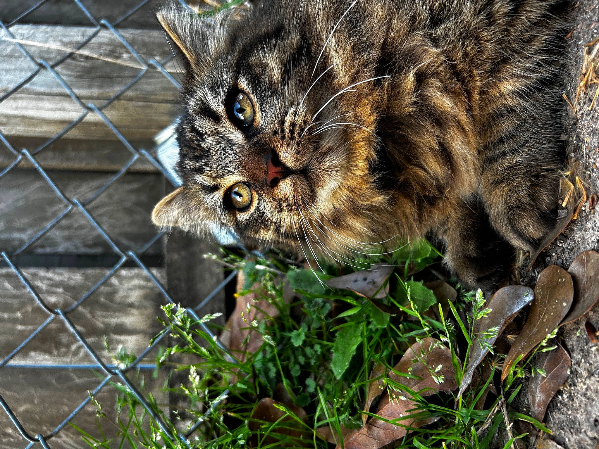 Brownie joined the competition — help win amazing prizes! carnivore, cat, chain_link_fencing, domestic_short_haired_cat, felidae, fence, fur, grass, groundcover, mesh, plant, small_to_medium_sized_cats, snout, soil, tail, terrestrial_animal, whiskers, wildlife, wire_fencing