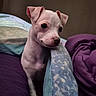 puppy, dog, white, blanket, bed, curious, cute, indoor, pet, fur, animal, small, young, cozy, soft, resting, looking, ears, snout, comfort