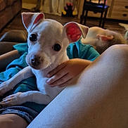 Genevieve Claire is registered to the contest to win money with this photo: puppy, dog, white_dog, pet, lap, hand, indoor, cozy, furniture, chair, person, child, blue_clothing, cute, animal, closeup, resting, floor, home, comfort