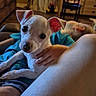 puppy, dog, white_dog, pet, lap, hand, indoor, cozy, furniture, chair, person, child, blue_clothing, cute, animal, closeup, resting, floor, home, comfort