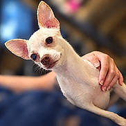 Genevieve Claire is registered to the contest to win money with this photo: dog, chihuahua, small_dog, pet, animal, canine, white_fur, short_hair, large_ears, brown_eyes, black_nose, head_tilt, portrait, close_up, indoor, human_hand, owner, bokeh, shallow_depth_of_field, cute