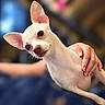 dog, chihuahua, small_dog, pet, animal, canine, white_fur, short_hair, large_ears, brown_eyes, black_nose, head_tilt, portrait, close_up, indoor, human_hand, owner, bokeh, shallow_depth_of_field, cute