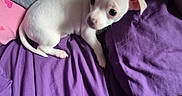 Genevieve Claire is registered to the contest to win money with this photo: animal, bed, blanket, cozy, cute, dog, ears, fur, indoors, looking, lying_down, pet, puppy, purple, sleeping_area, small, soft, tail, white, young