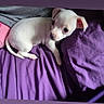 puppy, dog, white, bed, blanket, purple, cute, pet, animal, young, fur, sleeping_area, indoors, small, lying_down, looking, ears, tail, soft, cozy