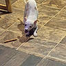 dog, puppy, white_dog, indoor, tile_floor, playful, chew_stick, pet, animal, small_dog, floor, wooden_chair, brown, cute, crouching, eyes, ears, ready_to_play, domestic_animal, young