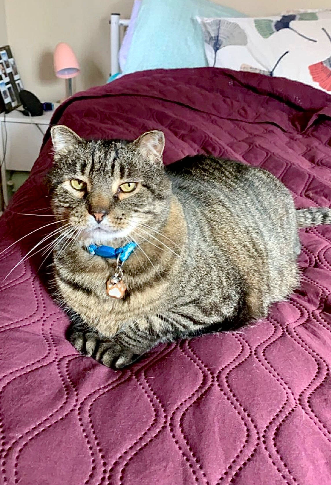 Bo joined the competition — help win amazing prizes! bedding, carnivore, cat, cat_supply, comfort, domestic_short_haired_cat, felidae, fur, grey, linens, magenta, pattern, small_to_medium_sized_cats, terrestrial_animal, textile, whiskers, woven_fabric