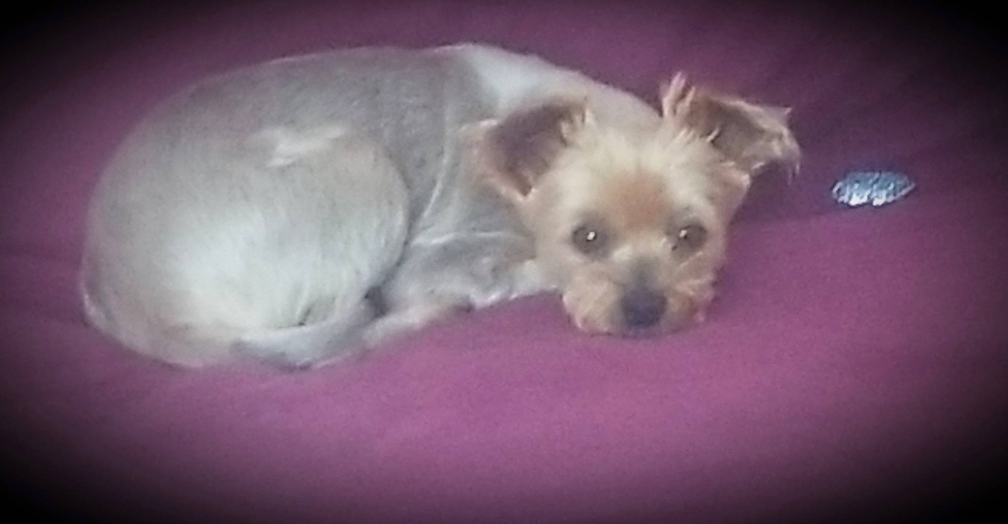 Chipie participe au concours pour gagner de l'argent avec cette photo : bolonka, cairn_terrier, canidae, carnivore, companion_dog, dog, dog_breed, glen_of_imaal_terrier, havanese, maltepoo, maltese, mammal, morkie, puppy, rare_breed_dog, schnoodle, toy_dog, vertebrate, west_highland_white_terrier, yorkshire_terrier