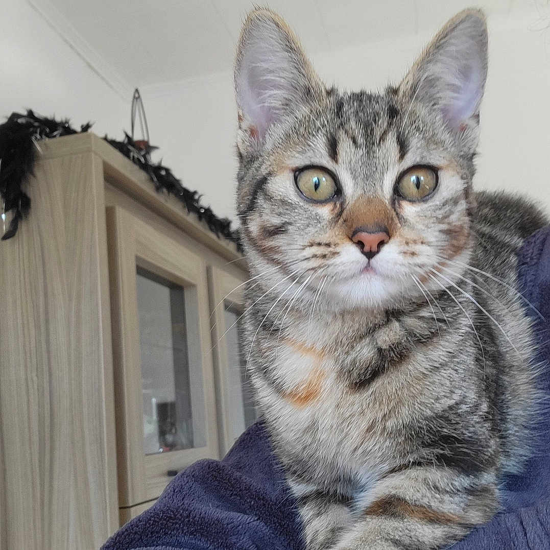 Kiéra a rejoint le concours — aidez-le/la à gagner de superbes lots ! abyssinian, animal, architecture, blanket, building, cat, closet, couch, cupboard, door, face, furniture, head, indoors, kitten, manx, person, pet, photography, portrait