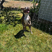 Papas is registered to the contest to win money with this photo: dog, water, sprinkler, grass, backyard, sunlight, playful, happy, outdoor, pet, animal, summer, greenery, shadow, tree, building, fence, daylight, wet, tongue