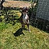 dog, water, sprinkler, grass, backyard, sunlight, playful, happy, outdoor, pet, animal, summer, greenery, shadow, tree, building, fence, daylight, wet, tongue