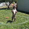 Papas is registered to the contest to win money with this photo: dog, grass, yard, tree, sprinkler, water, sunny, playful, happy, outdoor, pet, animal, jumping, summer, house, fence, shadow, greenery, daytime, fun