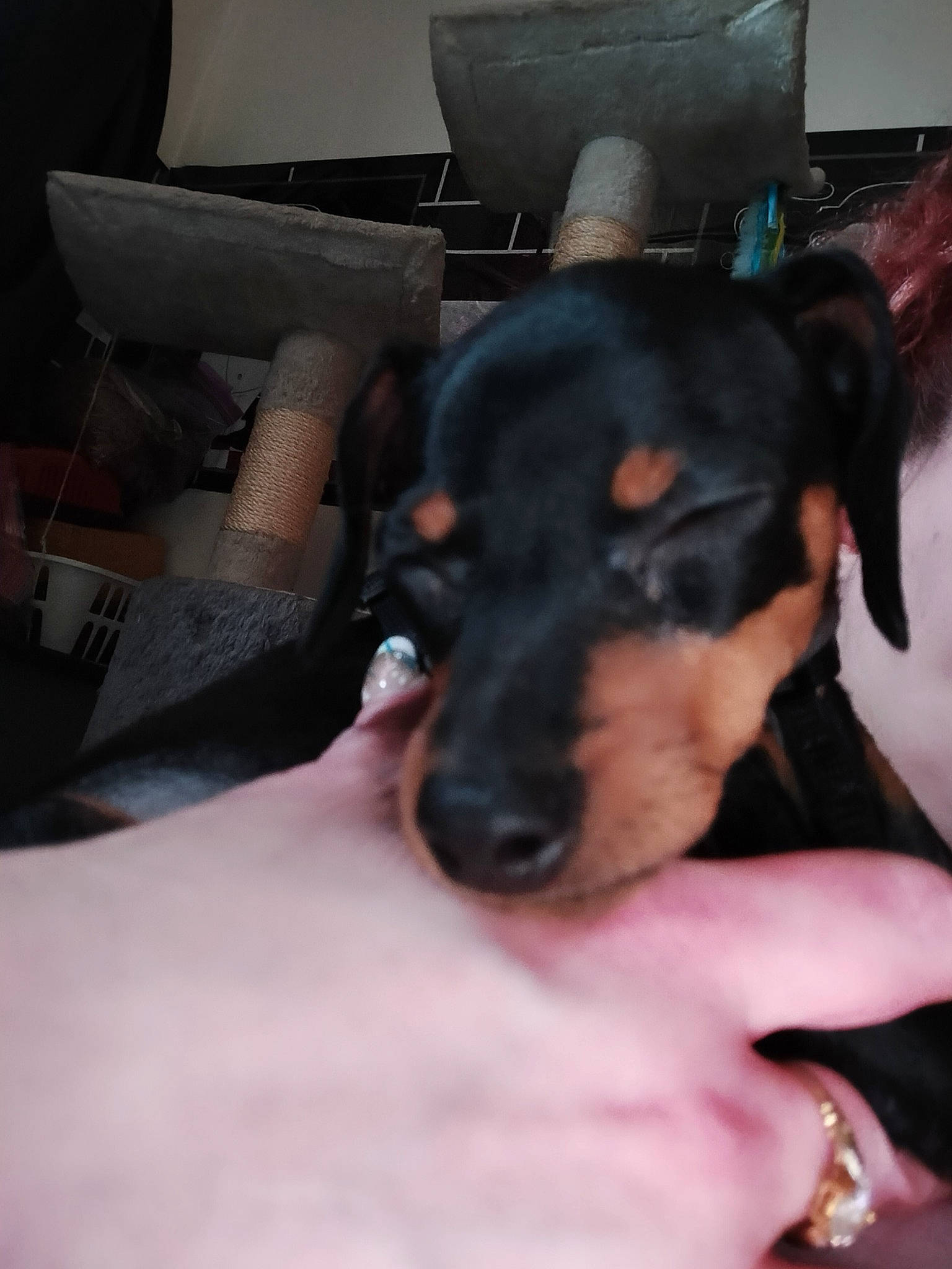 Dog is registered to the contest to win money with this photo: carnivore, claw, comfort, companion_dog, dog, dog_breed, ear, fur, guard_dog, nail, paw, pinscher, prazsky_krysarik, snout, thumb, toy_dog, whiskers, working_animal, working_dog, wrist