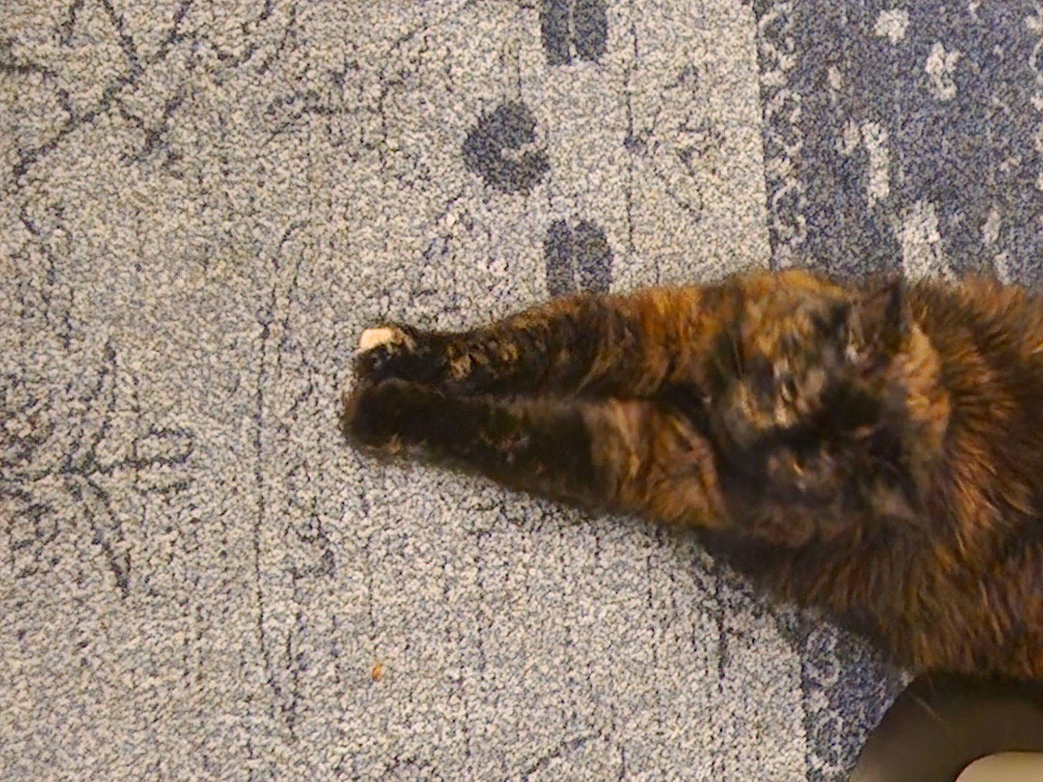 Salem joined the competition — help win amazing prizes! asphalt, carnivore, cat, claw, domestic_short_haired_cat, felidae, flooring, fur, grass, paw, road_surface, sand, shadow, small_to_medium_sized_cats, soil, tail, terrestrial_animal, whiskers, wood