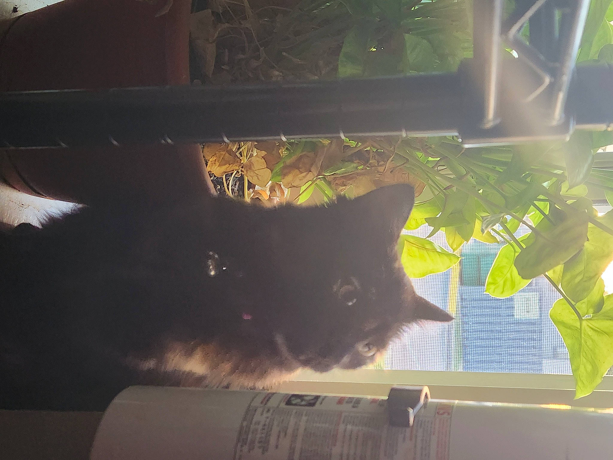 Salem joined the competition — help win amazing prizes! black_cat, carnivore, cat, domestic_short_haired_cat, felidae, fur, glass, plant, sky, small_to_medium_sized_cats, snout, square, sunlight, tail, tints_and_shades, tree, whiskers, window, windshield, wood