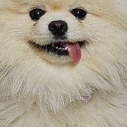Snow is registered to the contest to win money with this photo: dog, pomeranian, fluffy, tongue_out, cute, pet, animal, fur, smiling, close_up, paw, crossed_paws, indoor, adorable, friendly, small_dog, portrait, happy, canine, companion
