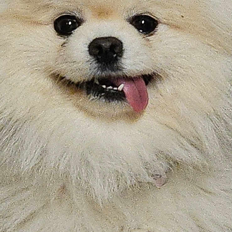 Snow is registered to the contest to win money with this photo: adorable, animal, canine, close_up, companion, crossed_paws, cute, dog, fluffy, friendly, fur, happy, indoor, paw, pet, pomeranian, portrait, small_dog, smiling, tongue_out