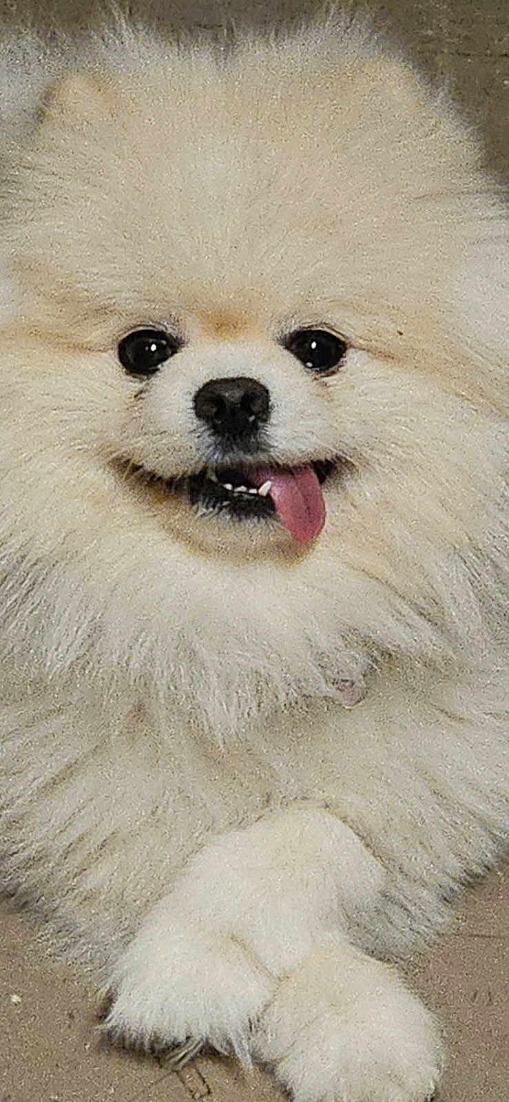 Snow is registered to the contest to win money with this photo: dog, pomeranian, fluffy, tongue_out, cute, pet, animal, fur, smiling, close_up, paw, crossed_paws, indoor, adorable, friendly, small_dog, portrait, happy, canine, companion