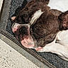 dog, sleeping, nap, brown_and_white, short_hair, pet, animal, close_up, portrait, relaxed, indoors, mat, floor, snout, nose, ears, paws, white_fur, brown_fur, cute