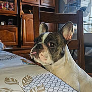 Peach participe au concours pour gagner de l'argent avec cette photo : french_bulldog, dog, pet, animal, portrait, tongue_out, side_eye, ears, brindle, white_fur, indoor, home, dining_room, table, tablecloth, chair, wooden_cabinet, furniture, pet_cage, funny