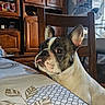 french_bulldog, dog, pet, animal, portrait, tongue_out, side_eye, ears, brindle, white_fur, indoor, home, dining_room, table, tablecloth, chair, wooden_cabinet, furniture, pet_cage, funny