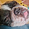 Peach participe au concours pour gagner de l'argent avec cette photo : bulldog, dog, pet, animal, close_up, portrait, wrinkles, tongue, sleeping, relaxed, lying_down, black_and_white, short_hair, muzzle, nose, whiskers, indoor, human_hand, blue_blanket, funny