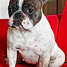 Peach a rejoint le concours — aidez-le/la à gagner de superbes lots ! dog, french_bulldog, pet, animal, portrait, sitting, red_couch, indoors, ears, upright_ears, short_muzzle, brindle, white_fur, brown_fur, black_fur, facial_expression, serious, cute, closeup, home
