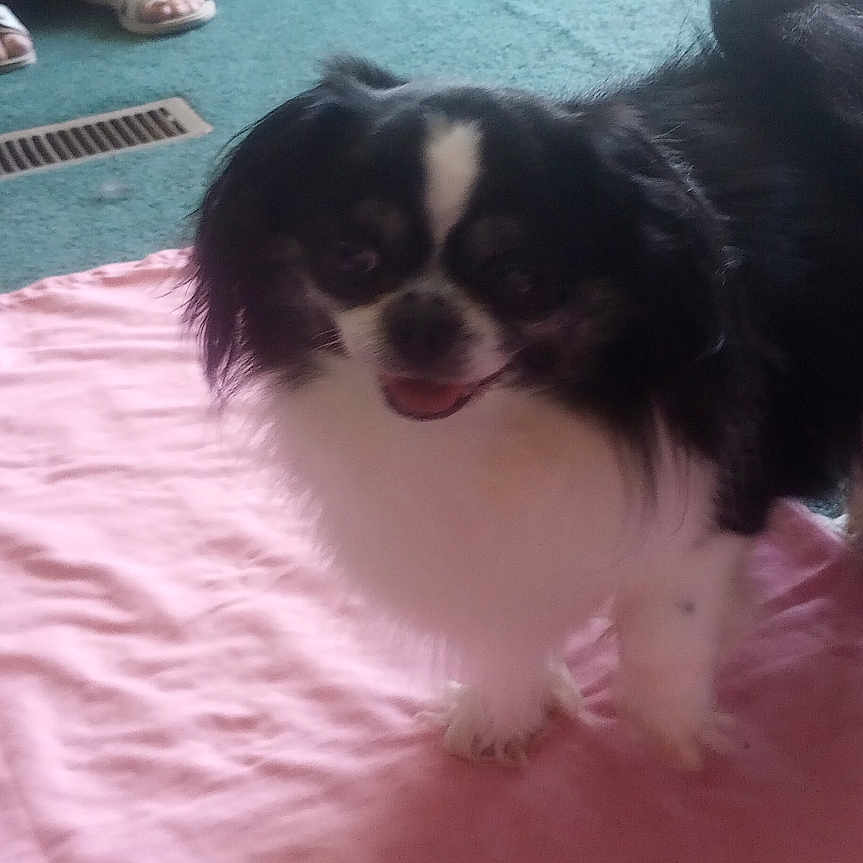 Oreo Lane joined the competition — help win amazing prizes! animal, black_and_white, blanket, carpet, couch, dog, floor, fluffy_fur, fur, happy, indoor, legs, living_room, person, pet, pink_blanket, shelf, small_dog, smiling, vase