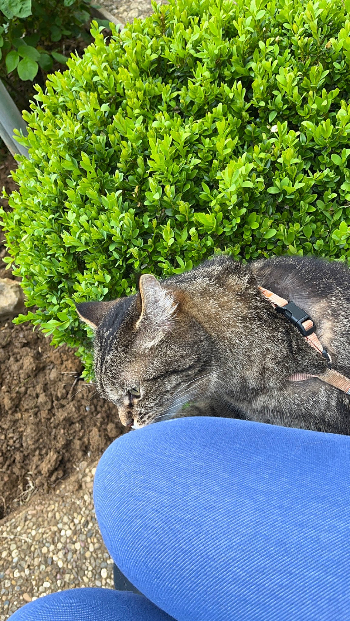 Lipton participe au concours pour gagner de l'argent avec cette photo : annual_plant, carnivore, cat, domestic_short_haired_cat, electric_blue, evergreen, felidae, grass, groundcover, herb, plant, rock, shrub, small_to_medium_sized_cats, soil, tail, terrestrial_animal, whiskers, wildlife