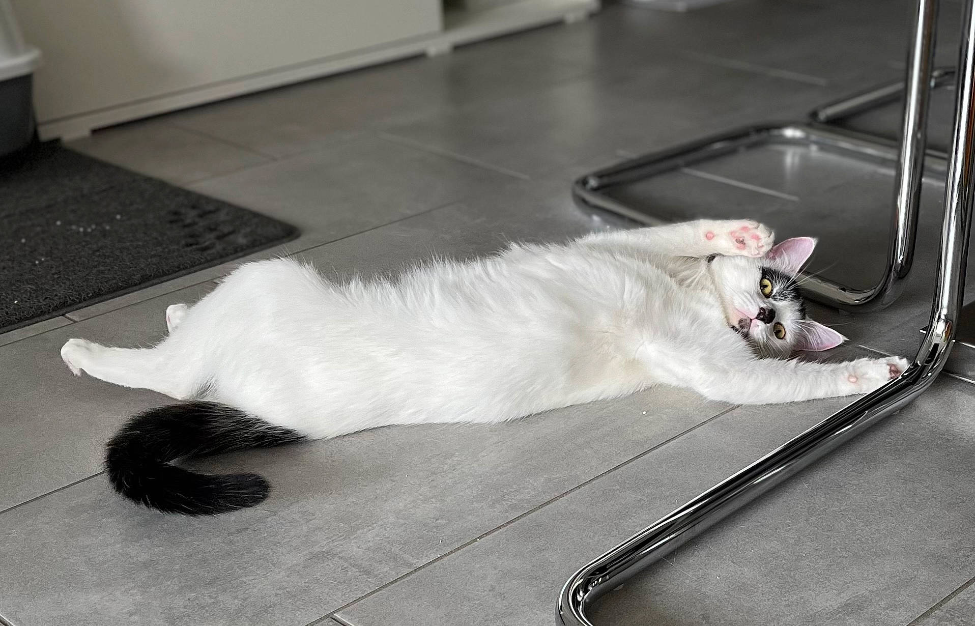 Sherlock a rejoint le concours — aidez-le/la à gagner de superbes lots ! canidae, carnivore, cat, claw, comfort, companion_dog, dog_breed, domestic_short_haired_cat, fawn, felidae, floor, flooring, fur, hardwood, paw, small_to_medium_sized_cats, snout, sporting_group, tail, whiskers