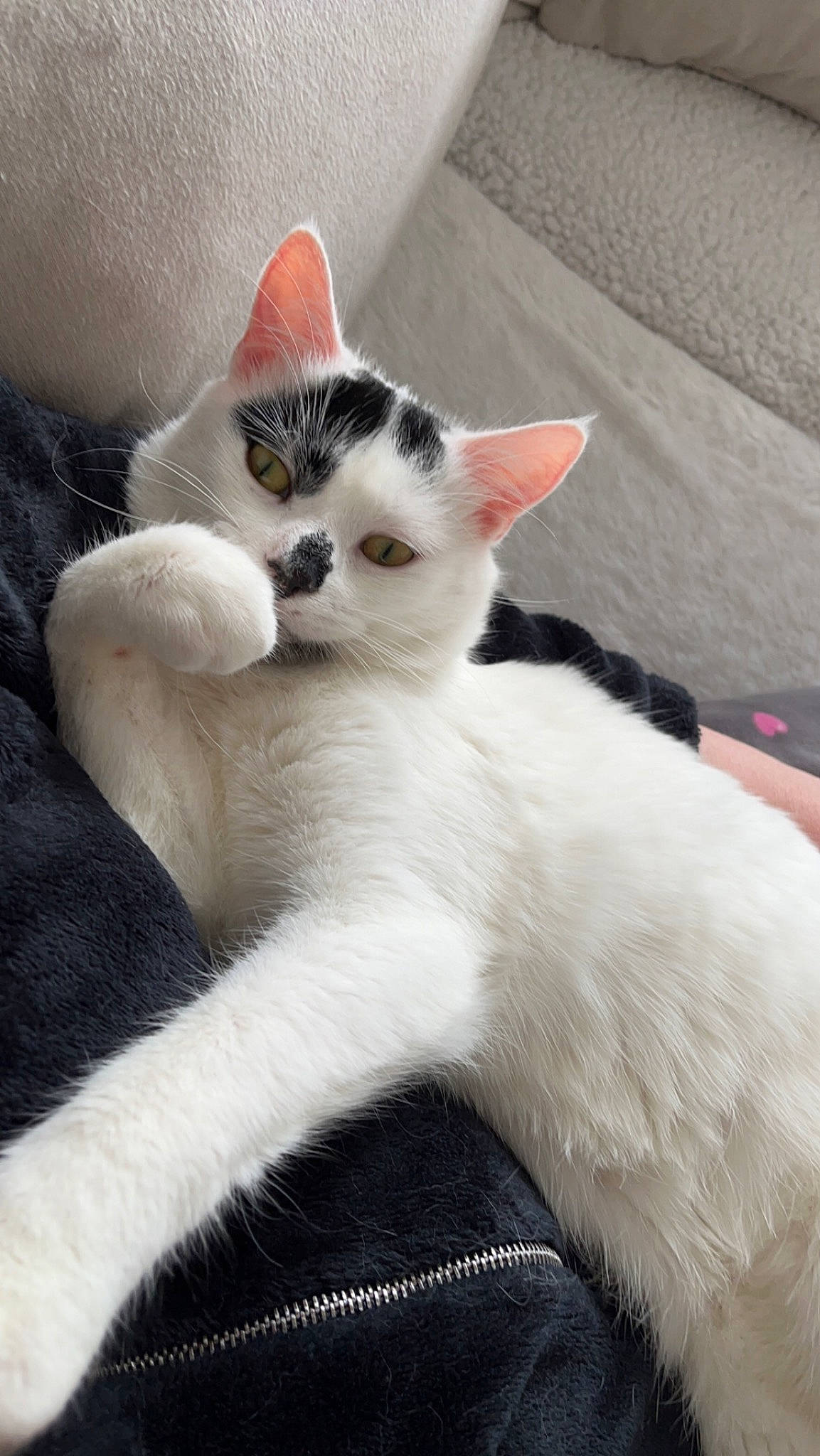 Sherlock a rejoint le concours — aidez-le/la à gagner de superbes lots ! carnivore, cat, claw, comfort, couch, domestic_short_haired_cat, eye, felidae, foot, fur, paw, sitting, small_to_medium_sized_cats, snout, tail, whiskers