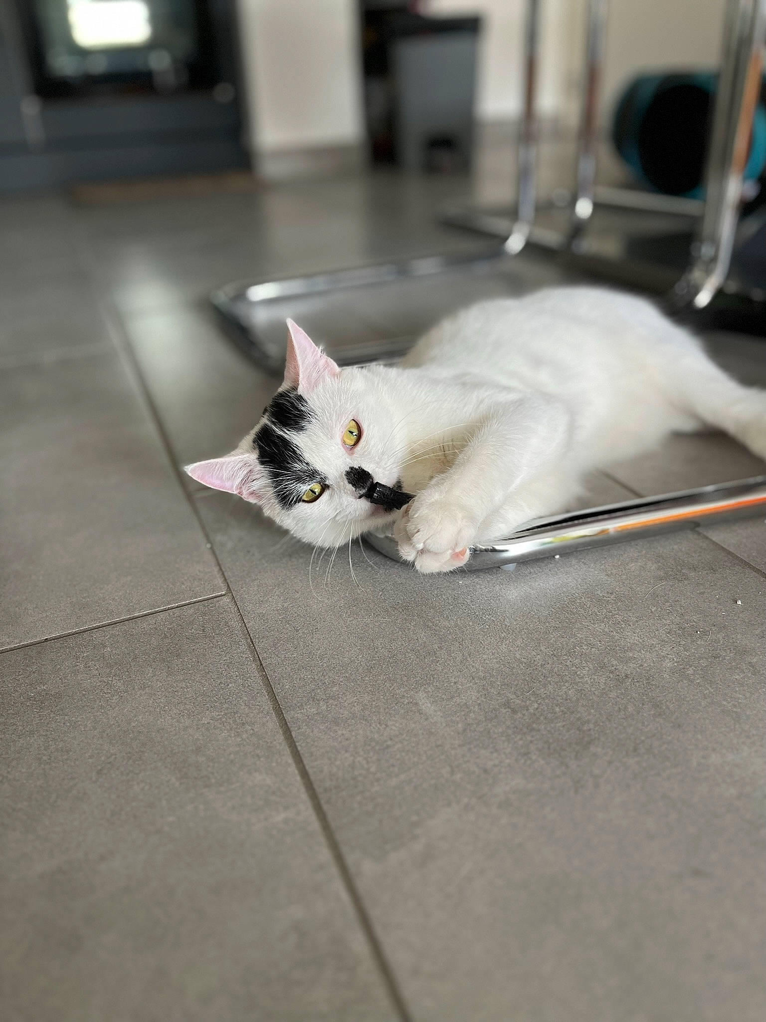 Sherlock a rejoint le concours — aidez-le/la à gagner de superbes lots ! carnivore, cat, claw, comfort, domestic_short_haired_cat, door, felidae, floor, flooring, fur, grey, hardwood, paw, road_surface, sitting, small_to_medium_sized_cats, snout, tail, whiskers, wood