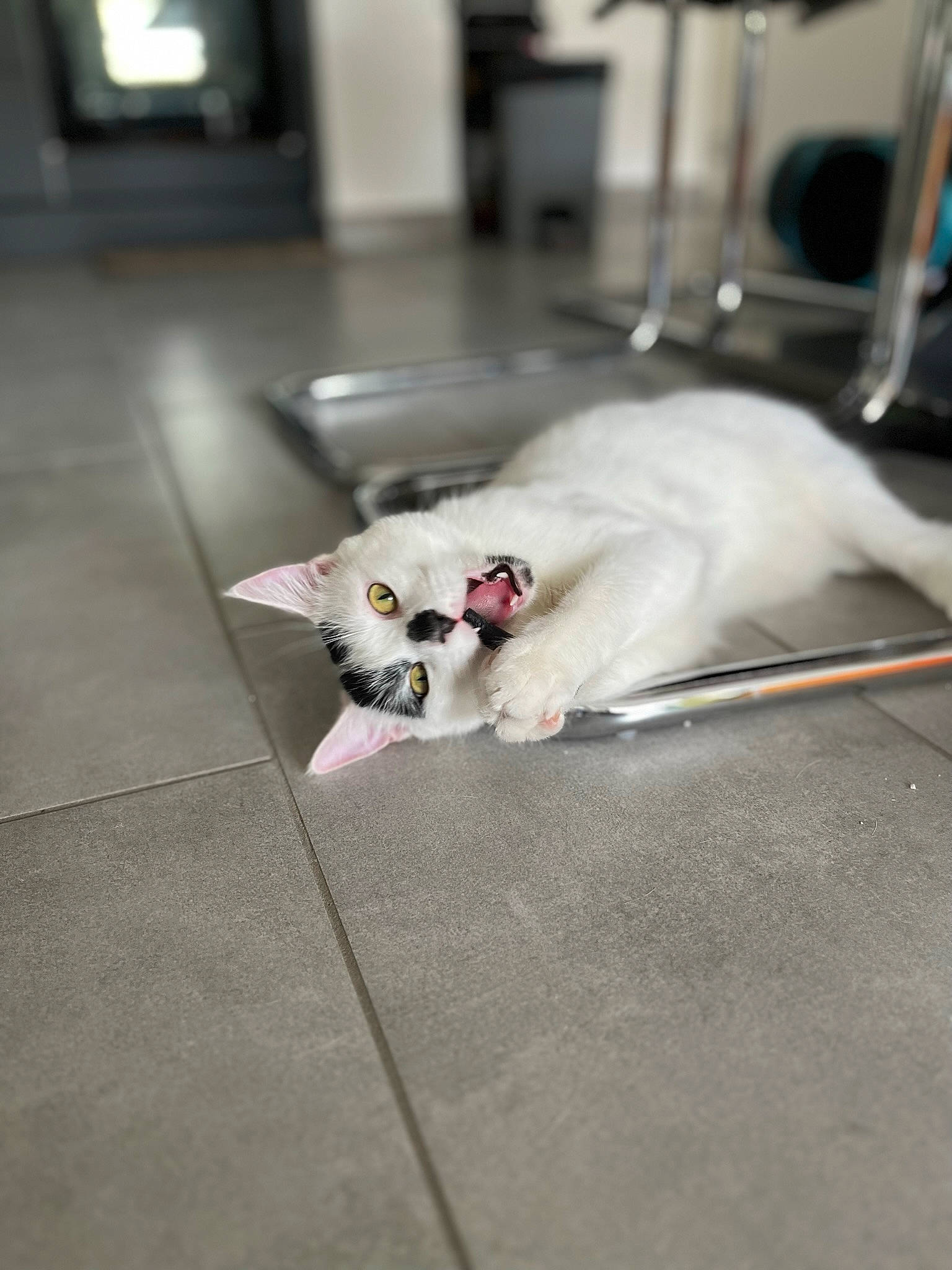 Sherlock a rejoint le concours — aidez-le/la à gagner de superbes lots ! canidae, carnivore, cat, claw, comfort, companion_dog, domestic_short_haired_cat, felidae, floor, flooring, fur, grey, hardwood, paw, small_to_medium_sized_cats, snout, tableware, tail, whiskers, wood