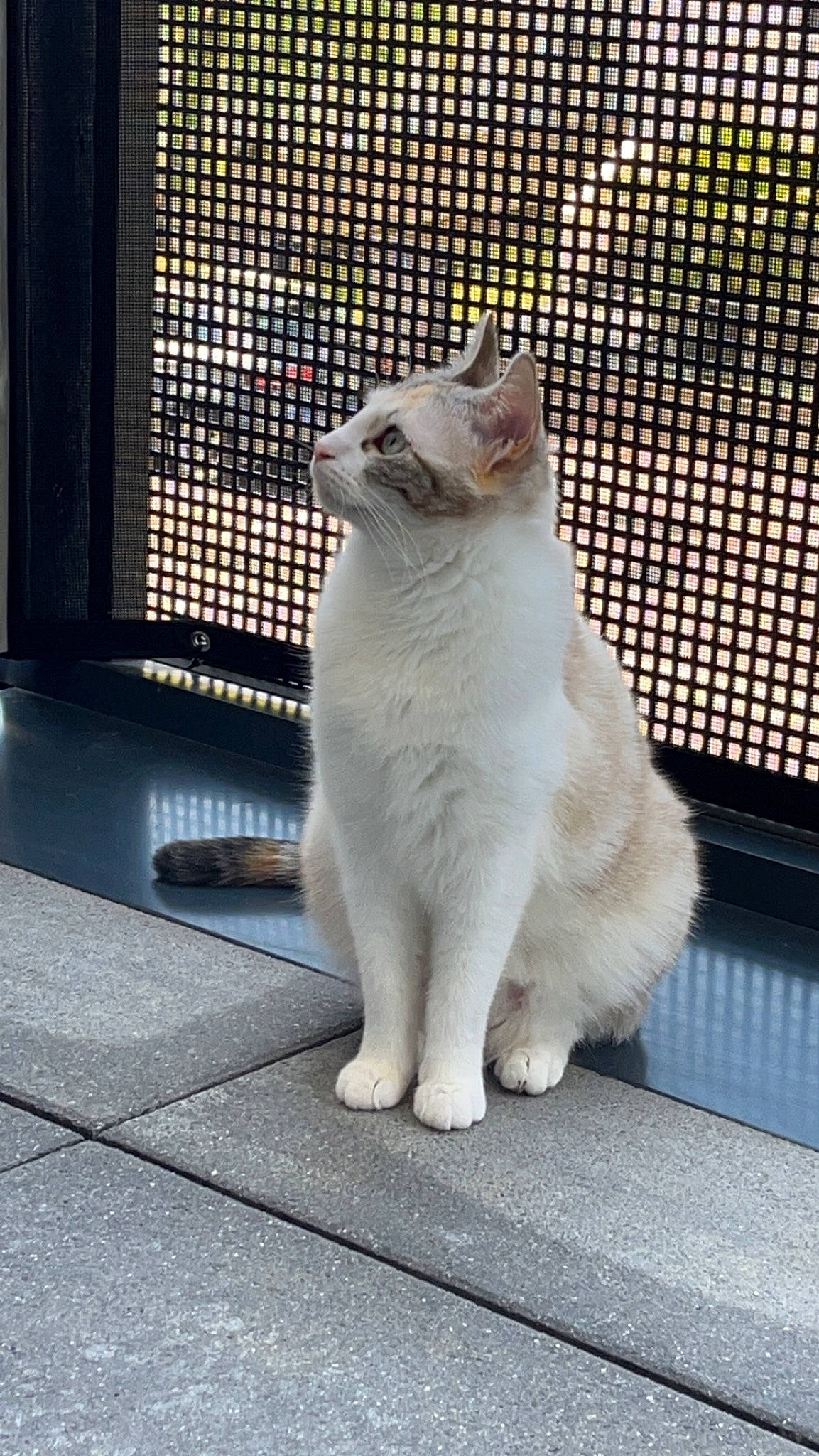 Guimauve a rejoint le concours — aidez-le/la à gagner de superbes lots ! carnivore, cat, claw, domestic_short_haired_cat, fawn, felidae, flooring, fur, grey, mesh, paw, sitting, small_to_medium_sized_cats, snout, tail, terrestrial_animal, whiskers, window