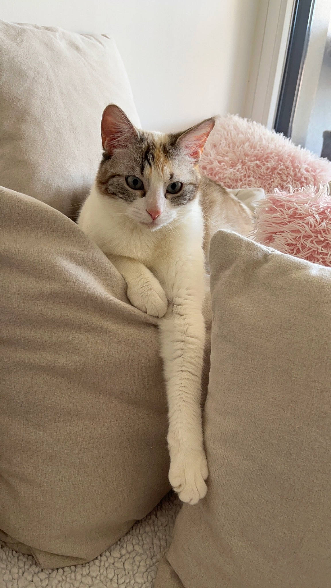 Guimauve a rejoint le concours — aidez-le/la à gagner de superbes lots ! carnivore, cat, comfort, couch, domestic_short_haired_cat, ear, eye, eyelash, fawn, felidae, foot, fur, head, human_body, linens, paw, small_to_medium_sized_cats, snout, tail, whiskers