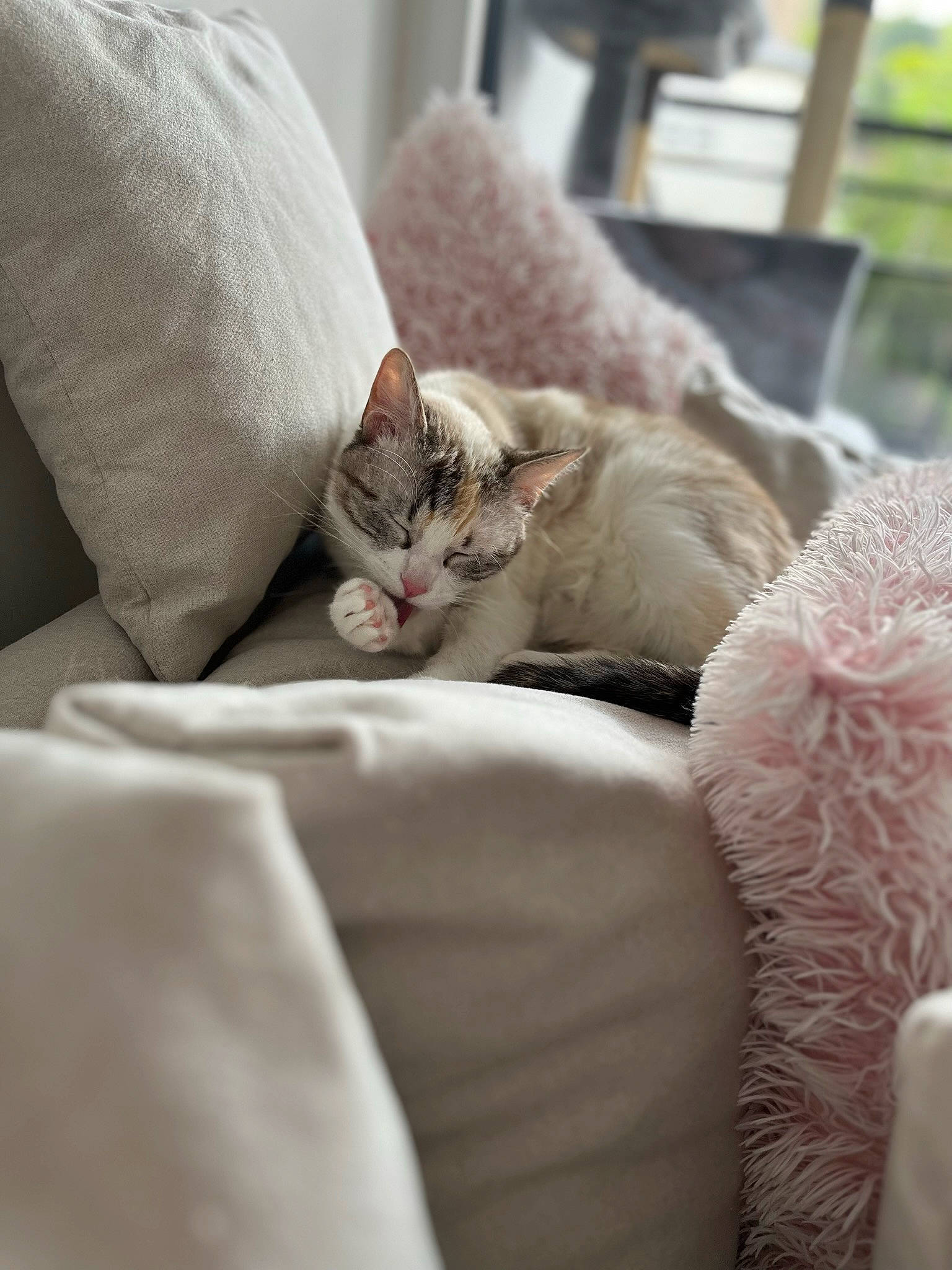 Guimauve participe au concours pour gagner de l'argent avec cette photo : bed, bed_sheet, bedding, carnivore, cat, claw, comfort, couch, domestic_short_haired_cat, fawn, felidae, fur, grey, linens, nap, paw, room, small_to_medium_sized_cats, textile, whiskers