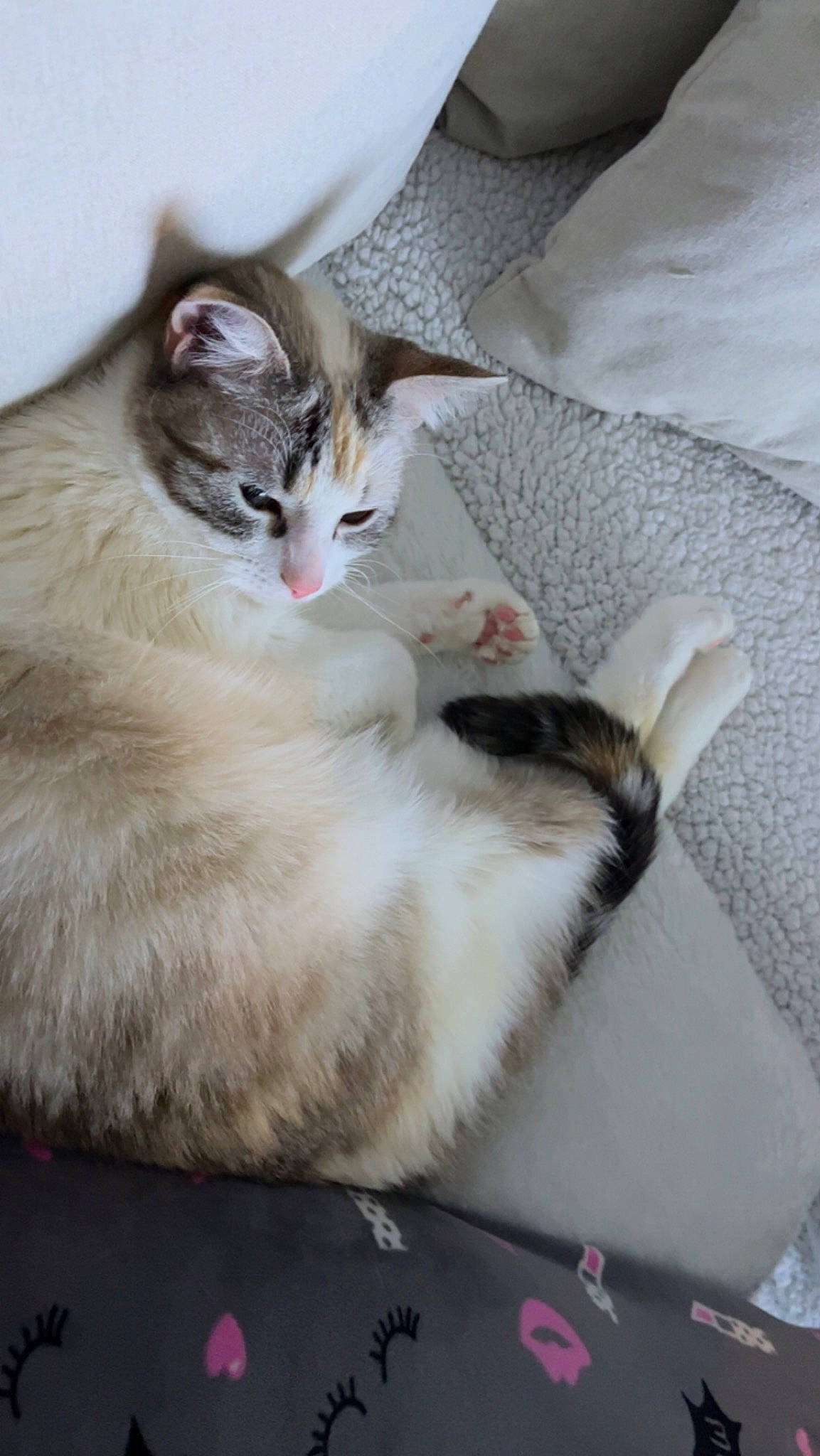 Guimauve participe au concours pour gagner de l'argent avec cette photo : box, carnivore, cat, cat_furniture, cat_supply, claw, comfort, domestic_short_haired_cat, fawn, felidae, fur, nap, paw, photo_caption, sitting, small_to_medium_sized_cats, snout, tail, whiskers, wood