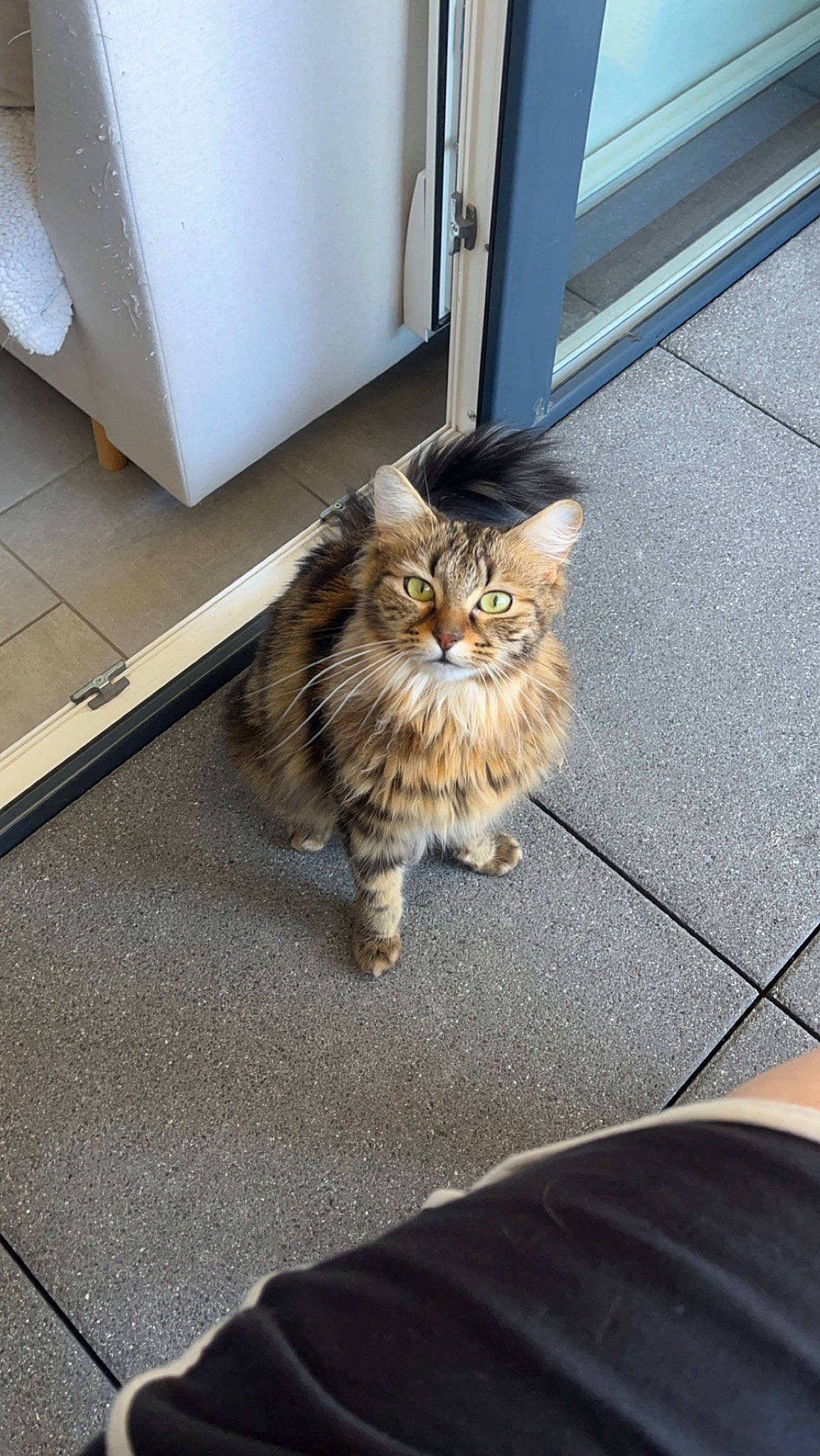 Tara a rejoint le concours — aidez-le/la à gagner de superbes lots ! asphalt, carnivore, cat, comfort, domestic_short_haired_cat, fawn, felidae, floor, flooring, fur, hardwood, plant, road_surface, small_to_medium_sized_cats, snout, tail, terrestrial_animal, whiskers, window, wood