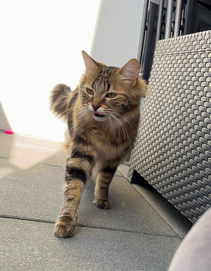 Tara participe au concours pour gagner de l'argent avec cette photo : carnivore, cat, claw, domestic_short_haired_cat, fawn, felidae, flooring, fur, grey, human_leg, paw, plant, road_surface, small_to_medium_sized_cats, snout, tail, terrestrial_animal, tree, whiskers, wood