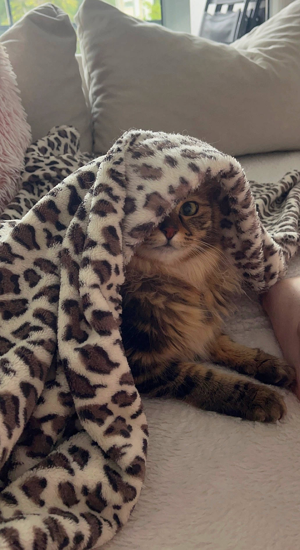 Tara participe au concours pour gagner de l'argent avec cette photo : big_cats, carnivore, close_up, comfort, fawn, felidae, fur, leopard, mammal, pattern, paw, room, sleeve, small_to_medium_sized_cats, snout, tail, terrestrial_animal, vertebrate, whiskers, wildlife