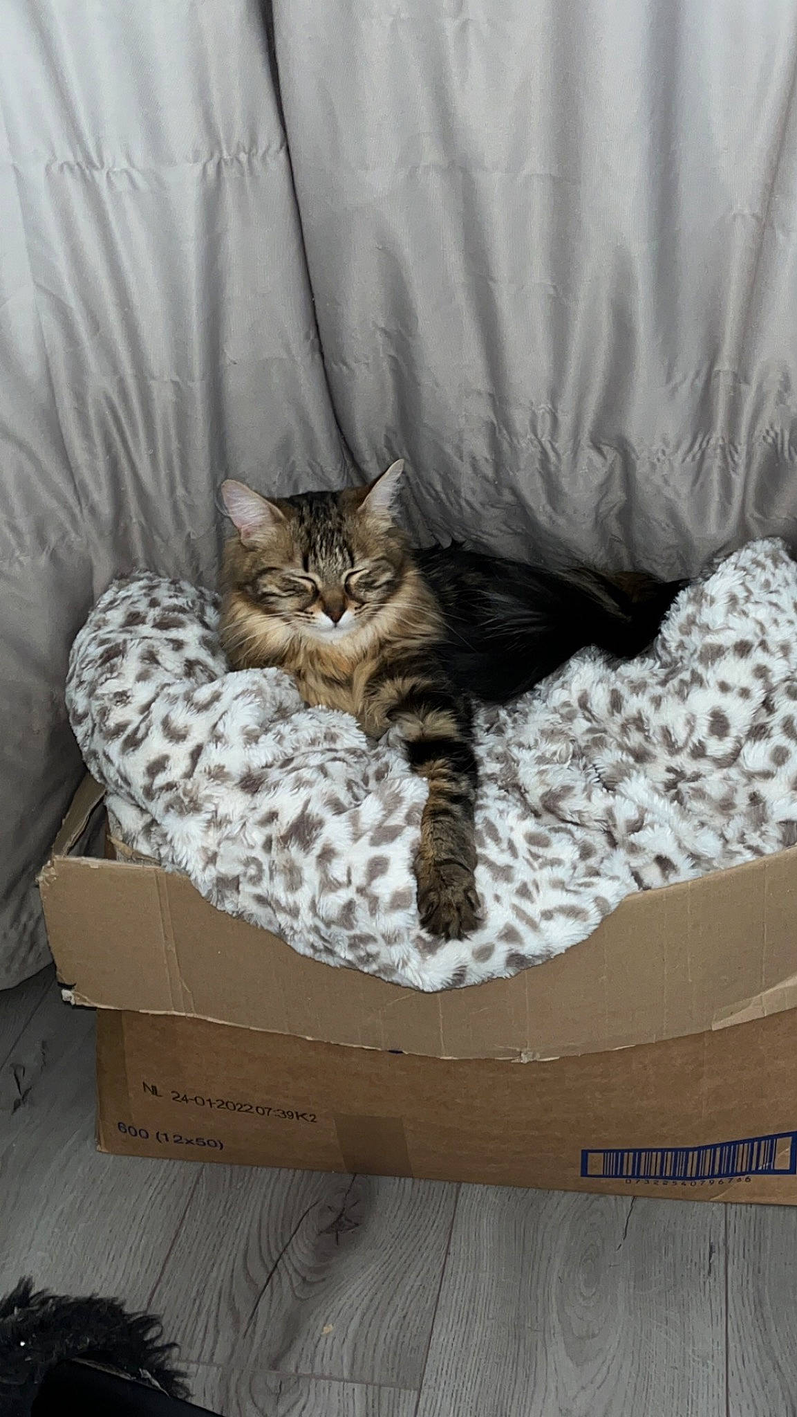 Tara participe au concours pour gagner de l'argent avec cette photo : bed, bedding, carnivore, cat, cat_supply, comfort, domestic_short_haired_cat, fawn, felidae, flooring, fur, furniture, grey, hardwood, linens, outdoor_furniture, small_to_medium_sized_cats, textile, whiskers, wood