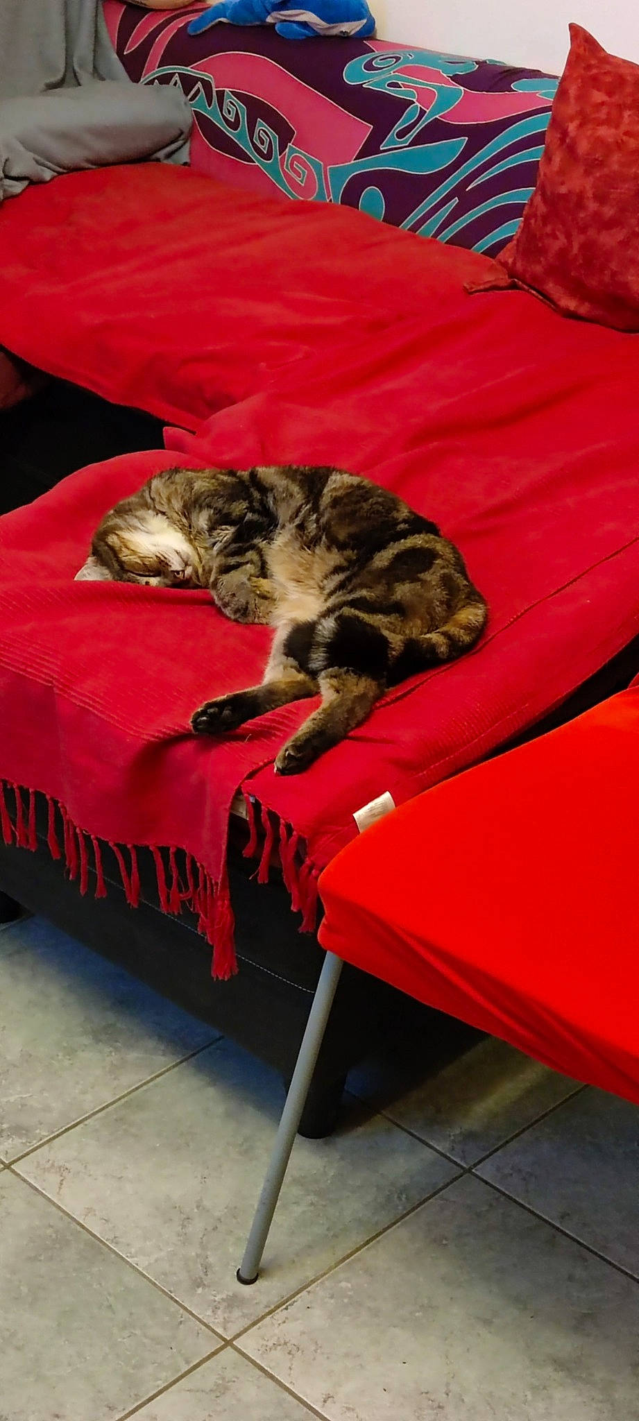 Nanou a rejoint le concours — aidez-le/la à gagner de superbes lots ! carnivore, cat, comfort, couch, domestic_short_haired_cat, felidae, flooring, fur, furniture, hardwood, linens, living_room, outdoor_furniture, room, small_to_medium_sized_cats, studio_couch, table, tail, whiskers, wood