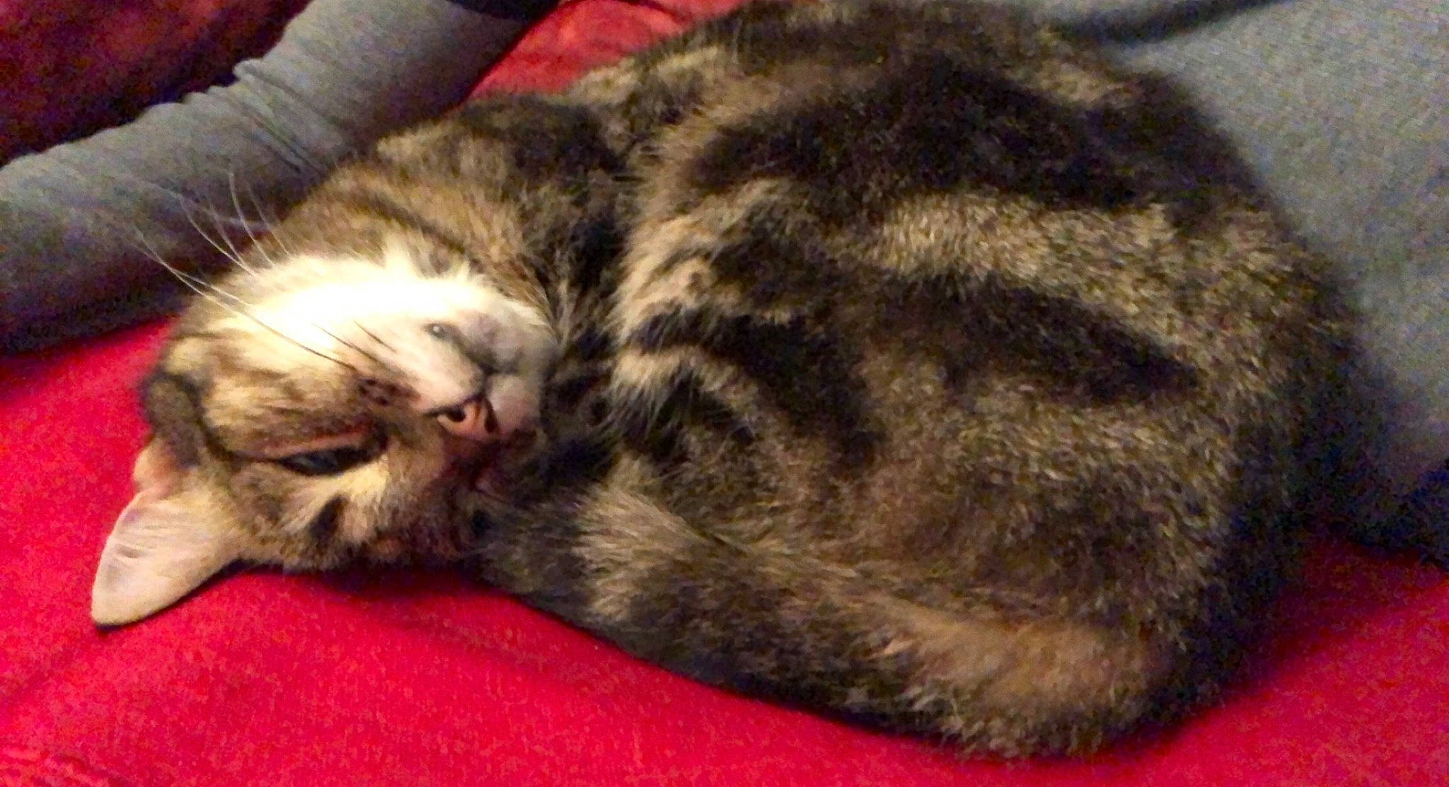 Nanou participe au concours pour gagner de l'argent avec cette photo : carnivore, cat, claw, comfort, domestic_short_haired_cat, felidae, fur, grass, nap, paw, sleep, small_to_medium_sized_cats, snout, tail, terrestrial_animal, whiskers