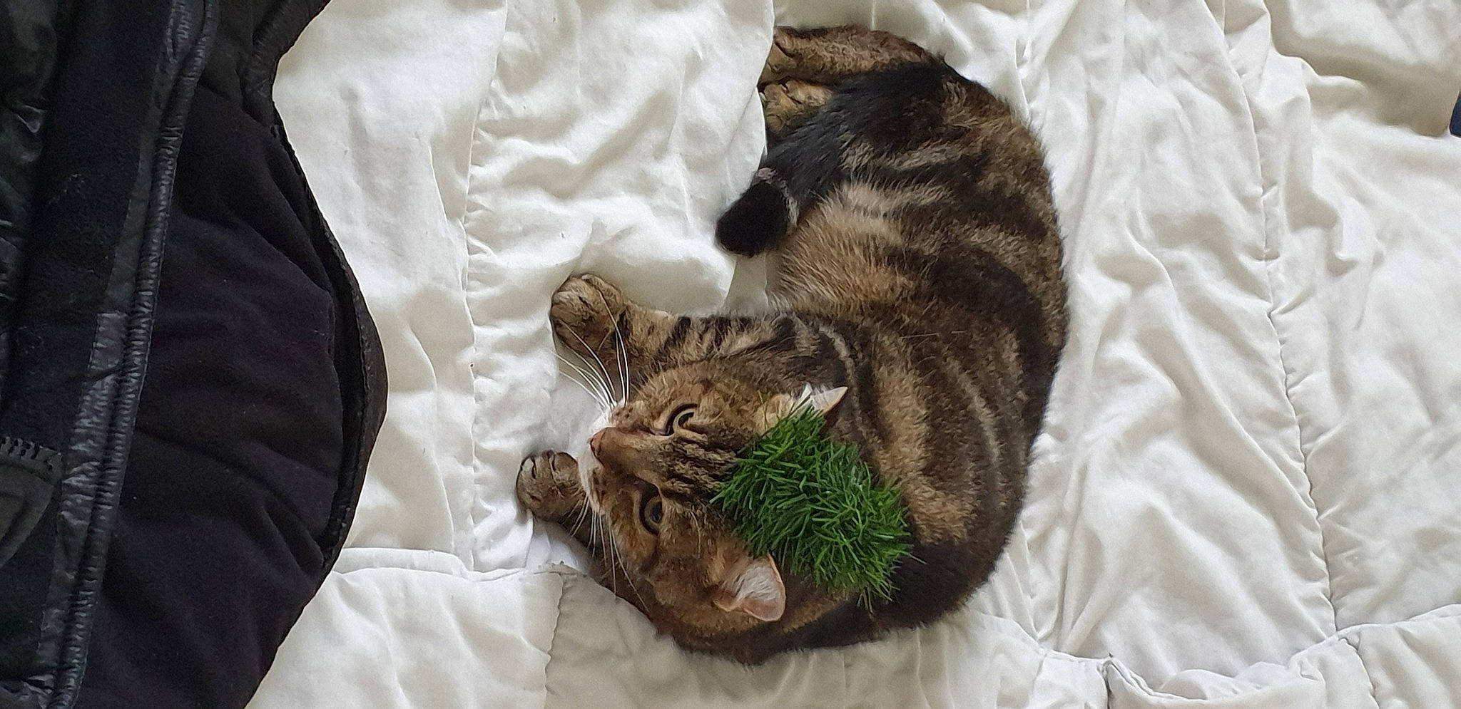 Nanou a rejoint le concours — aidez-le/la à gagner de superbes lots ! bed, carnivore, cat, claw, close_up, comfort, domestic_short_haired_cat, eye, fawn, felidae, fur, linens, paw, small_to_medium_sized_cats, snout, tail, terrestrial_animal, textile, whiskers, wildlife