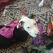 Mercy joined the competition — help win amazing prizes! animal, black_dog, brown_rug, carpet, cord, curious, dog, ear, equipment, floor, harness, indoor, leash, nose, paw, pet, purple_harness, shoe, tools, white_dog