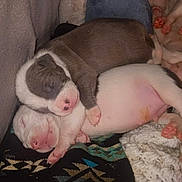 Mischef And Twiight is registered to the contest to win money with this photo: adorable, animal, blanket, closeup, companion, cozy, cute, dog, fur, indoors, newborn, peaceful, pile, pink_paws, puppies, resting, sleeping, snuggling, soft_texture, warm