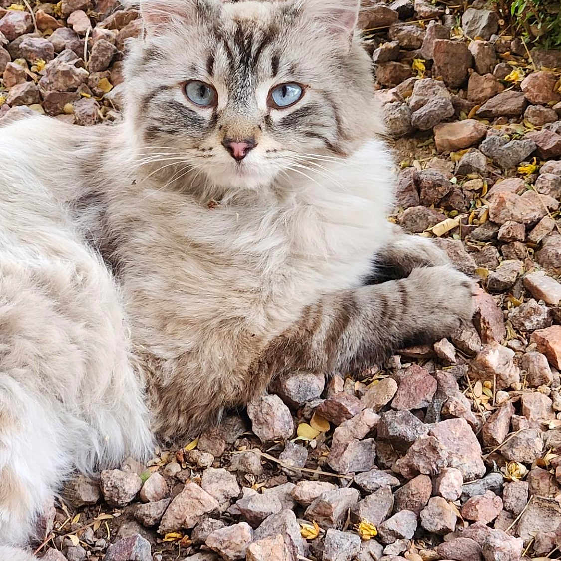 Estella joined the competition — help win amazing prizes! angora, animal, cat, face, gravel, head, kitten, limestone, manx, pebble, person, pet, photography, portrait, road, rock, rubble, siamese, slate, soil