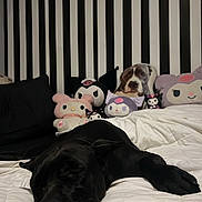 Ace joined the competition — help win amazing prizes! dog, sleeping, bed, white_bedspread, plush_toy, pillow, striped_wall, black_and_white, stuffed_animal, relaxation, indoors, cozy, resting, black_dog, decor, soft_toy, cushion, animal, pet, quiet